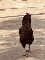 Range Chicken kostenlos zum Download foto