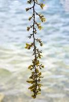 Nahaufnahme Sargassum ist eine Braunalge, die in den Tropen für das marine Ökosystem wichtig ist. der Stamm hat viele Äste und Blätter wie ein Baum. Es ist ein Lebensraum für eine Vielzahl von Meerestieren. foto