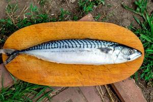 Frischer Makrelenfisch, Scomber Scrombrus, auf Holzhackbrett. frische Makrele foto