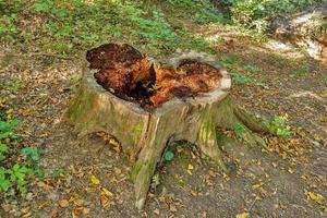 Großer Baumstumpf auf Lichtung in einer Waldnahaufnahme foto