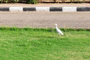 kleiner weißer reiher auf gras im sonnigen ägypten. lateinisch ardea alba vor einem hintergrund aus grünem laub, weißen blumen foto