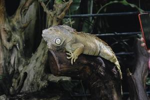 ein Porträt eines Leguans, der im Zoo auf einem Ast liegt