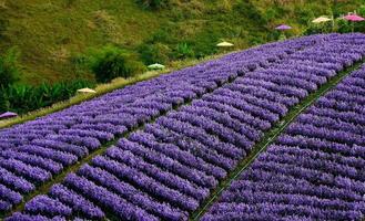 margaret blumenfeld auf khao kho, thailand schöne lila blumen, margaret blumen, sind beliebt als zierpflanzen. und Aufrichtigkeit vermitteln, wahre Liebe foto