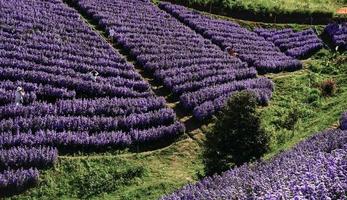 margaret blumenfeld auf khao kho, thailand schöne lila blumen, margaret blumen, sind beliebt als zierpflanzen. und Aufrichtigkeit vermitteln, wahre Liebe foto