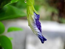 Makro-Schmetterlingserbsenblume blaue Erbse, Bluebellvine, Cordofan-Erbse, Clitoria ternatea mit grünen Blättern isoliert auf unscharfem Hintergrund. in einem hellen frühmorgen shot.t foto