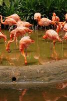 eine Herde schwärmender roter und rosafarbener Flamingos im Zoo von Singapur foto