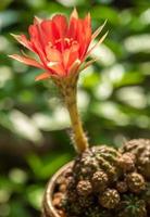 rote Farbe zartes Blütenblatt mit flauschiger Behaarung von Echinopsis-Kaktusblüten foto