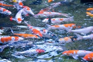 Gruppe von Koi-Fischen oder Mistfischen, die in einem kleinen Teich schwimmen, in Bewegung, weicher und selektiver Fokus. foto