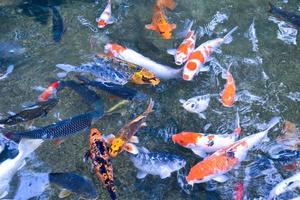 Gruppe von Koi-Fischen oder Mistfischen, die in einem kleinen Teich schwimmen, in Bewegung, weicher und selektiver Fokus. foto