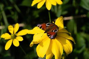 tagpfauenauge neben dem tagpfauenauge buddleja davidii foto