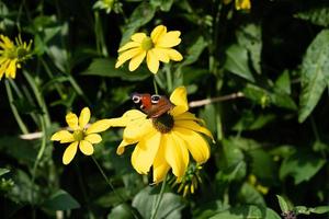 tagpfauenauge neben dem tagpfauenauge buddleja davidii foto