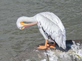 ein weißer Pelikan, der sich in der Bucht von Galveston putzt. foto