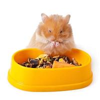 Hamster isoliert auf weißem Hintergrund foto
