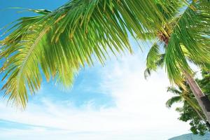 sommerhintergrund mit kokosnussblättern und hellem himmel. foto