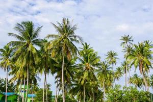 Kokospalme am Strand und am Himmel foto