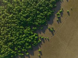 grüner Mangrovenwald mit Morgensonne. Mangroven-Ökosystem. natürliche Kohlenstoffsenken. mangroven entziehen der atmosphäre co2. blaue Kohlenstoffökosysteme. Mangroven absorbieren Kohlendioxidemissionen. foto