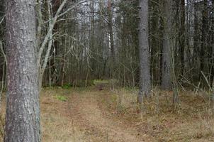 ein dichter Wald mit einem Weg. im Wald laufen foto