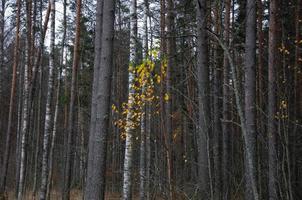 Herbstwald ohne Laub. wenige gelbe Blätter an den Büschen foto