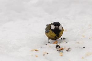 große Meise. Vogel, der einen Sonnenblumensamen im Schnee isst foto