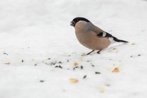 eurasische gimpelfrau, die auf dem schnee sitzt. foto