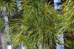 sibirische kiefer oder pinus sibirica, zweige mit langen grünen flauschigen nadeln in der nähe eines holzzauns foto