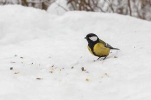 Kohlmeise sitzt im Schnee. Vogel im Wald im Winter. foto