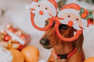 kleiner dackel in lustigen gläsern mit weihnachtsmann liegt auf einem weißen blatt zwischen mandarinen in der nähe des weihnachtsbaums. Weihnachtshund. Haustier und Mandarinen. Platz für Text. hochwertiges Foto