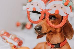 kleiner dackel in lustigen gläsern mit weihnachtsmann liegt auf einem weißen blatt zwischen mandarinen in der nähe des weihnachtsbaums. Weihnachtshund. Haustier und Mandarinen. Platz für Text. hochwertiges Foto