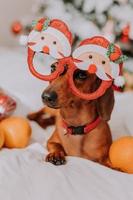 kleiner dackel in lustigen gläsern mit weihnachtsmann liegt auf einem weißen blatt zwischen mandarinen in der nähe des weihnachtsbaums. Weihnachtshund. Haustier und Mandarinen. Platz für Text. hochwertiges Foto