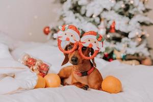 kleiner dackel in lustigen gläsern mit weihnachtsmann liegt auf einem weißen blatt zwischen mandarinen in der nähe des weihnachtsbaums. Weihnachtshund. Haustier und Mandarinen. Platz für Text. hochwertiges Foto