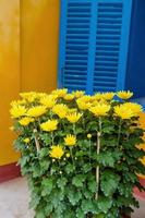 Gelbe Blüten von Chrysanthemen auf einer Straße in der Nähe eines gelben Hauses mit blauen Fensterläden. foto