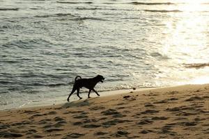 Silhouette des Hundes, der bei Sonnenuntergang am Sandstrand spazieren geht. foto