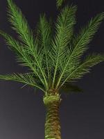 grüne Palme bei lebendigen grünen LED-Leuchten. Palme nachts beleuchten. foto