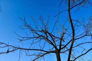 Niederlassungen auf einem blauen Himmel foto