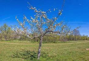 Bild eines kleinen blühenden Kirschbaums gegen den blauen Himmel im Frühling foto