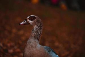 porträt der schönen lustigen nilgans foto