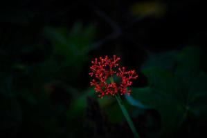 Rote Blume auf den Philippinen foto