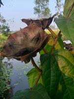 abroma augustum, tapete, schöne blume, schönheit natur foto