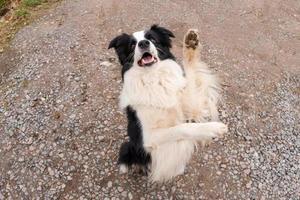 Haustier Aktivität. Welpe Hund Border Collie zu Fuß im Park im Freien. Hund mit lustigem Gesicht, das im Sommer auf der Straße springt. Haustierpflege und lustiges Tierlebenskonzept. lustiger emotionaler Hund. foto