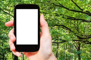 Smartphone und grüne Eichenzweige im Sommerwald foto