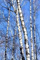 nackte Birkenstämme mit blauem Himmelshintergrund foto