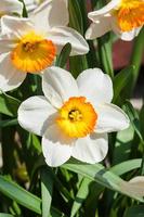Strauß Narzissen-Tazetta-Sortenblumen foto