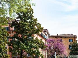 Stadtbäume in der Stadt Verona im Frühjahr foto