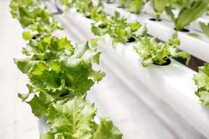 Nahaufnahme grüner Salat im Hintergrund der Hydroponikfarm. foto
