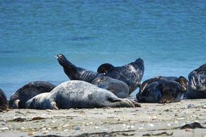 Kegelrobbe am Strand von Helgoland - Inseldüne foto