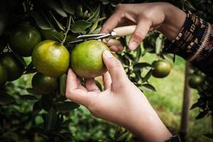 Nahaufnahme von Satsumas Bang Mot Tangerine, die am Baum reifen foto