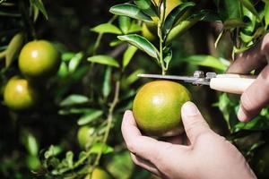 Nahaufnahme von Satsumas Bang Mot Tangerine, die am Baum reifen foto