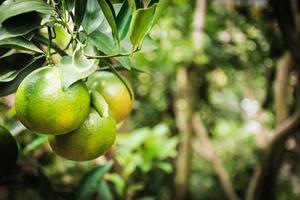 Nahaufnahme von Satsumas Bang Mot Tangerine, die am Baum reifen foto