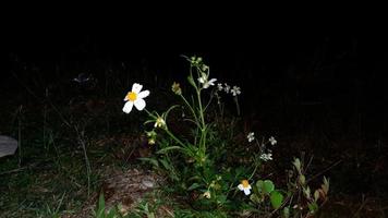 schöne weiße Blumen in der dunklen Nacht foto