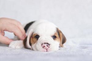 Süßer Beagle-Welpe im Alter von einem Monat, der sitzt und sich freut. bild haben kopierraum für werbung oder text. foto